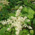 Holodiscus discolor P1D P2A (3)